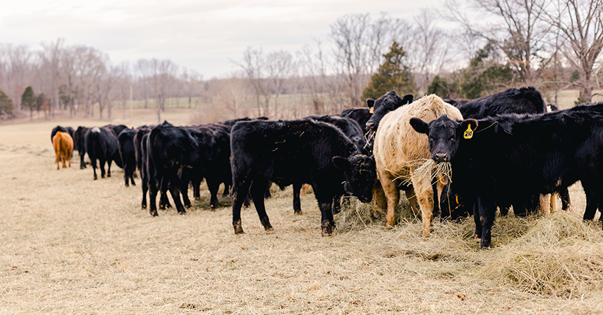 cattle crazing